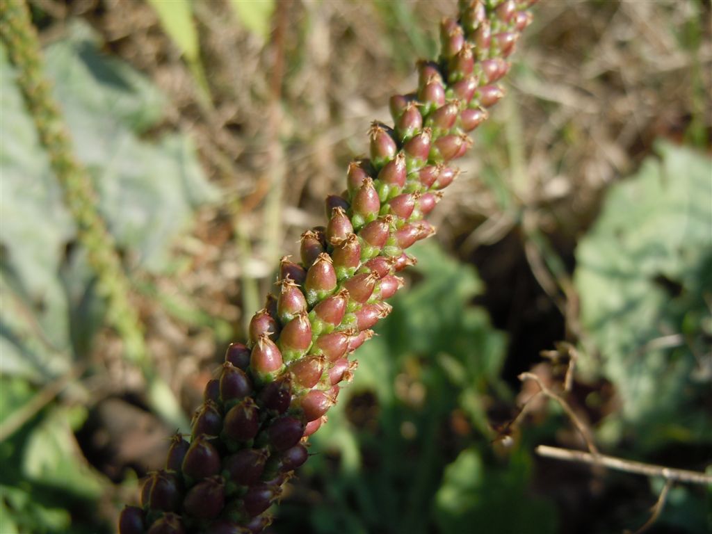 Pianta di lago - Plantago major